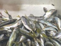 Hamsi ve palamudun yerini istavrit aldı