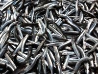 Hamsi, son yılların en yüksek fiyatını gördü