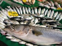 Balıkçı tezgahlarında kofana bolluğu yaşanıyor