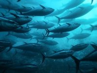 Güney Koreliler, Ege orkinosunu sevdi