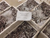 Gürpınar Su ürünleri Hali'nde 2.5 ton balığa el konuldu