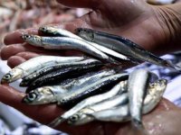 Hamsi, bu sene Karadeniz’e çok erken veda etti