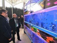 Sandıklı’da jeotermal suyla tropikal türde balık üretimine başlandı