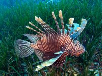 Kızıldeniz'den Akdeniz'e gelen istilacı balık türü sayısı 66 oldu