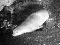 Yeni doğan Akdeniz fokuna isim aranıyor