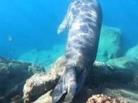 Ölü taklidi yapan Akdeniz foku görenleri şaşkına çevirdi