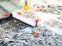 Karadeniz'de düşmeyen deniz suyu sıcaklığı avcılığı olumsuz etkiliyor