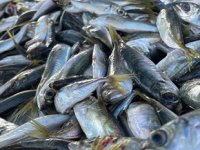 Balıkçı tezgahlarında istavrit bolluğu yaşanıyor