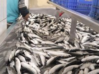 Yengeç kabuğu ve balık pulundan jelatin üretilecek