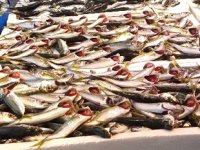 Hamsi gelmeyince balıkçı tezgâhları istavrite kaldı