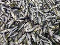 İstavrit bolluğu, balıkçıların yüzünü güldürdü