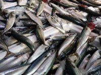 Tezgahlarda istavrit ve kolyoz bolluğu yaşanıyor