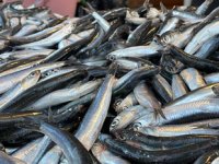Karadeniz’de bu sezon hamsi yüz güldürdü