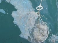 Müsilaj, bu kez Mersin’de ortaya çıktı