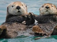 Su samurlarının soğuk denizlerde ısılarını nasıl koruyabildiği ortaya çıktı