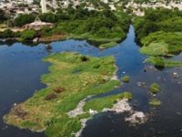 Deniz yosunundan elektrik akımı elde edilen bir yöntem geliştirildi