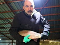 Sivas’ta 2021 yılında kuraklık nedeniyle balık üretimi azaldı