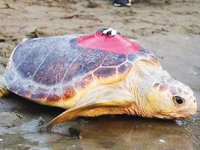 6 milyon kişinin izlediği kaplumbağa Tuba, Hırvatistan'a ulaştı
