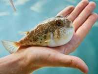 Yalova’da balon balığı alımları başladı