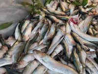 Tirsi balığı, ucuz fiyatı ve lezzetiyle tezgahları süslüyor