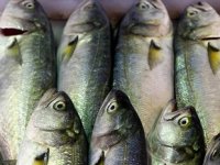 Balıkçı tezgahlarında lüfer bolluğu yaşanıyor