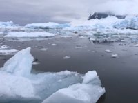 Antarktika'ya gemilerle ulaşan işgalci türler deniz ekosistemini tehdit ediyor