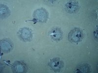 Antarktika'da dünyanın en büyük balık üreme kolonisi keşfedildi