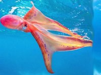 Büyük Set Resifi'nde battaniye ahtapotu görüldü