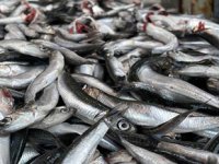 Kar yağışı sonrası hamsi, Karadeniz'e geri döndü