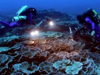Tahiti açıklarında bozulmamış mercan resifi keşfedildi