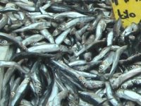 Kar bereketiyle geldi, hamsi fiyatları düştü