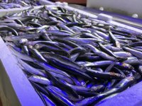 Hamsi, tezgahlarda yeniden yüzünü gösterdi