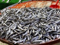 Hamsi, aylar sonra balıkçıların yüzünü güldürdü