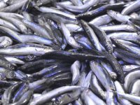 Karadeniz’de hamsi bereketi yaşanıyor