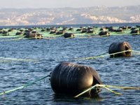 Yalova’da kurulan midye çiftlikleri yılda 126 milyon lira ciro yapacak