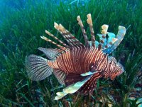 Antalya Körfezi'ndeki istilacı tür sayısı arttı