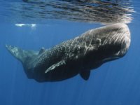 MSC, balinalar için Akdeniz’de rotasını değiştiriyor