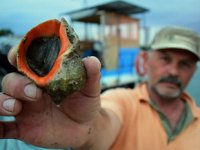 Türkiye, deniz salyangozu ihracatından 10.4 milyon dolar kazandı