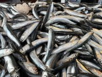 Karadeniz’de hamsi bereketi sürüyor