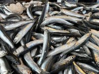 Hamsi avı azalınca ihracatı da düştü