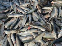 Üreme döneminde alınan tedbirler inci kefalinin çoğalmasını sağladı