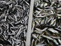 Tekirdağ'da hamsi ve istavrit tezgahları süslüyor