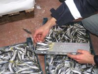 İzmir'de boy ve av yasağına uymayan 8 ton balığa el konuldu