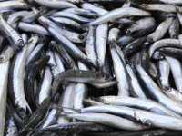 Balıkçı tezgahlarında hamsi bereketi yaşanıyor