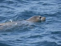 Prof. Dr. Cemal Turan, fokların rahatsız edilmemesi uyarısında bulundu