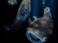 Uluslararası Yılın Su Altı Fotoğrafçısı yarışması ödülleri belirlendi