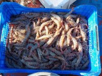 Marmara’da kıyı balıkçılarının umudu karides oldu