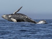 İzlanda, 2024'te balina avcılığına son verecek