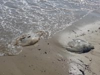 Alanya'da denizanaları kıyıya vurdu