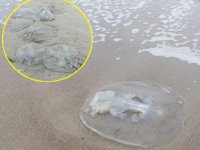 Mersin'de yüzlerce denizanası kıyıya vurdu